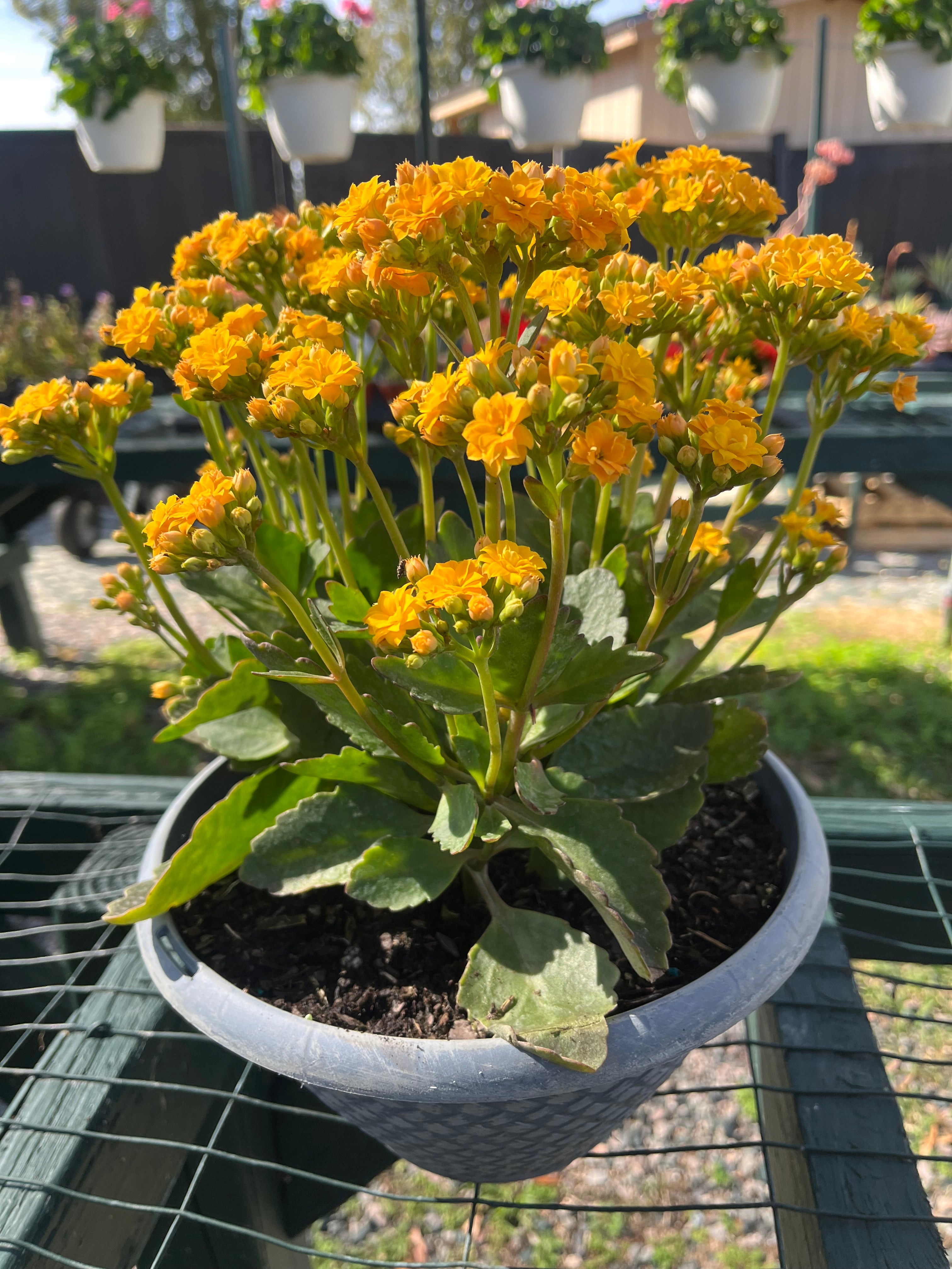 8 inch Kalanchoe bowl ( double yellow )