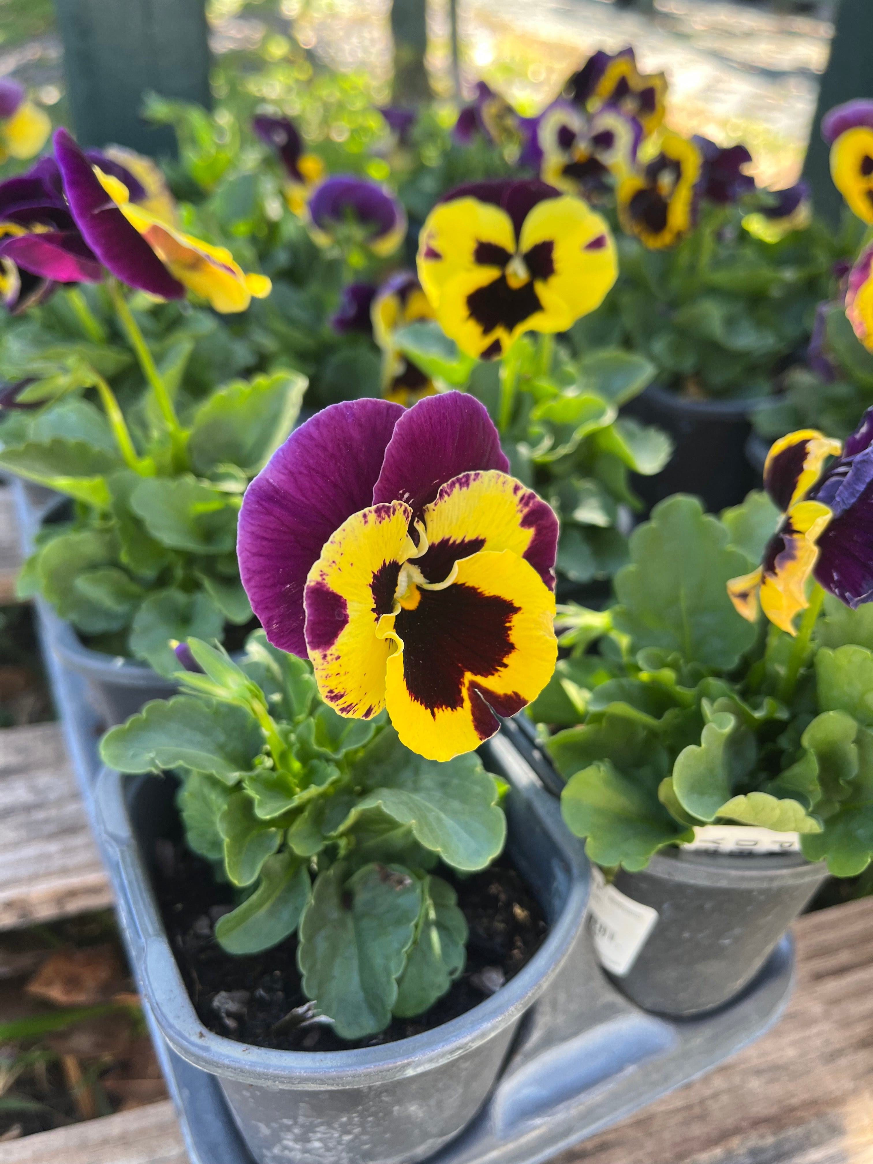4.5” Pansy delta purple and yellow
