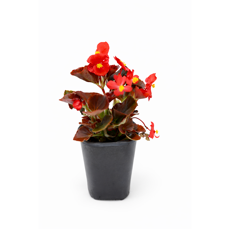 4.5” Begonia