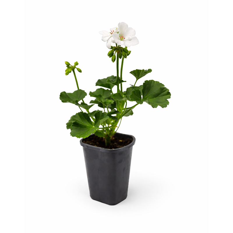 4.5” Geranium