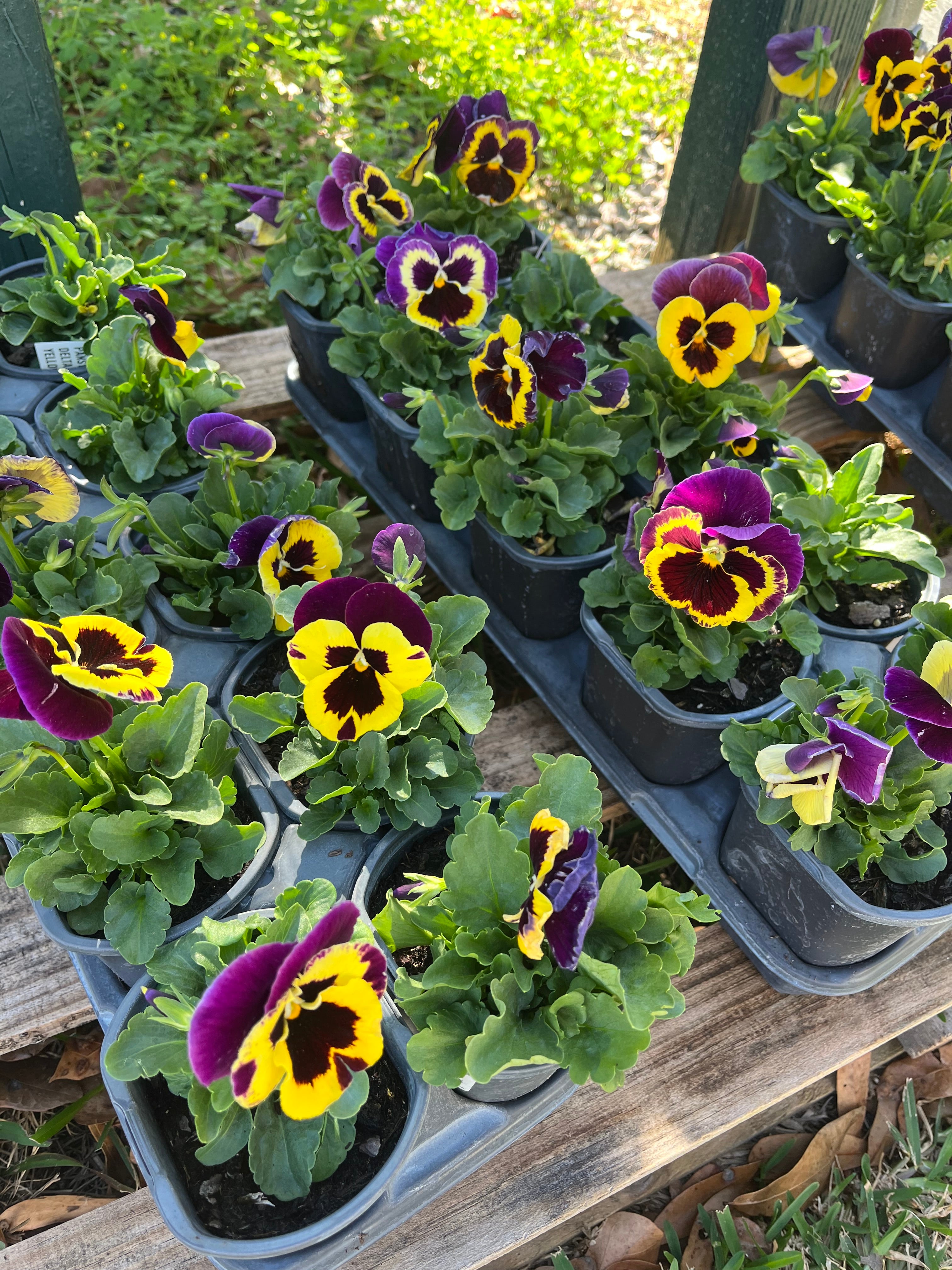 4.5” Pansy delta purple and yellow