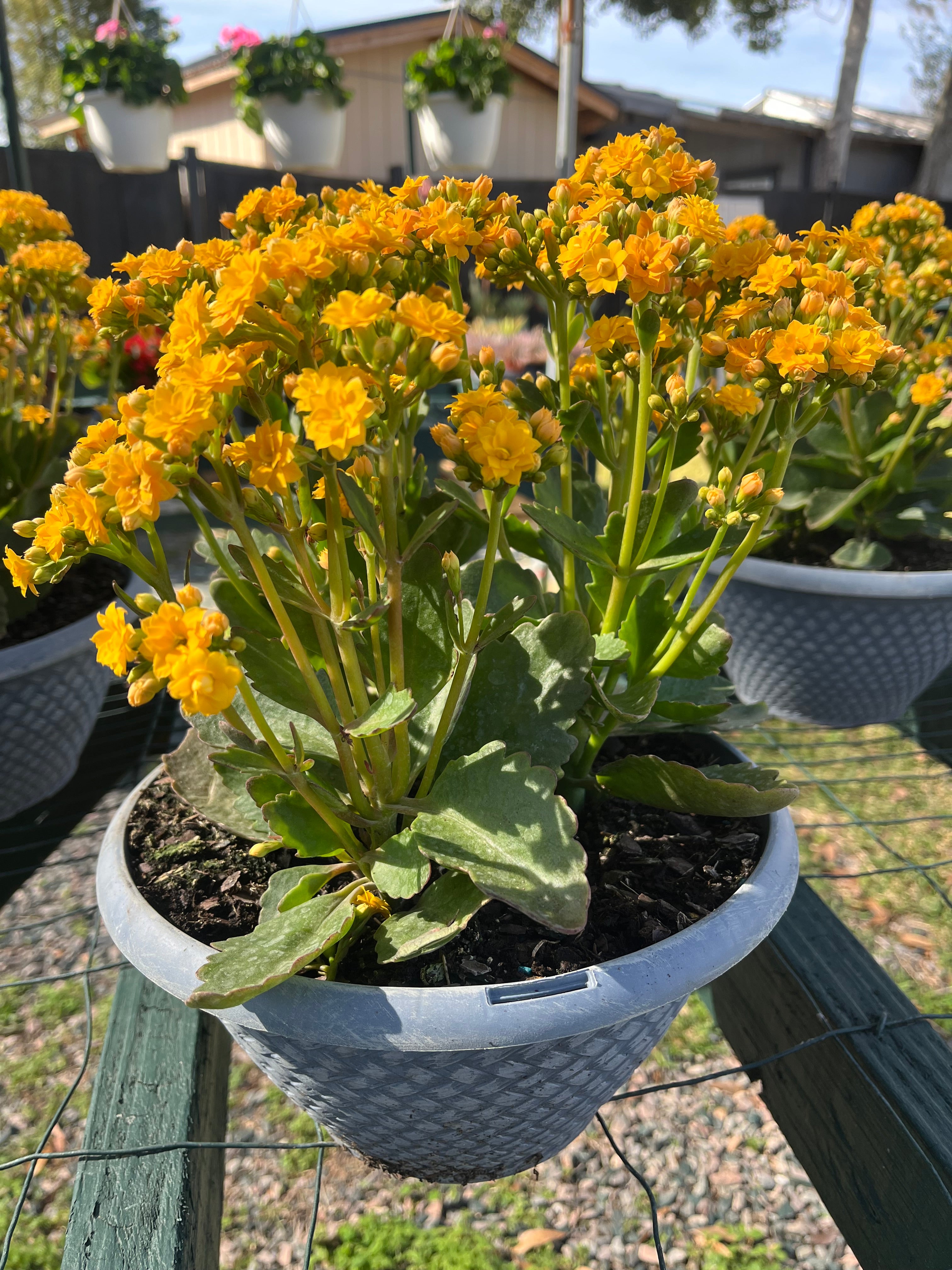 8 inch Kalanchoe bowl ( double yellow )