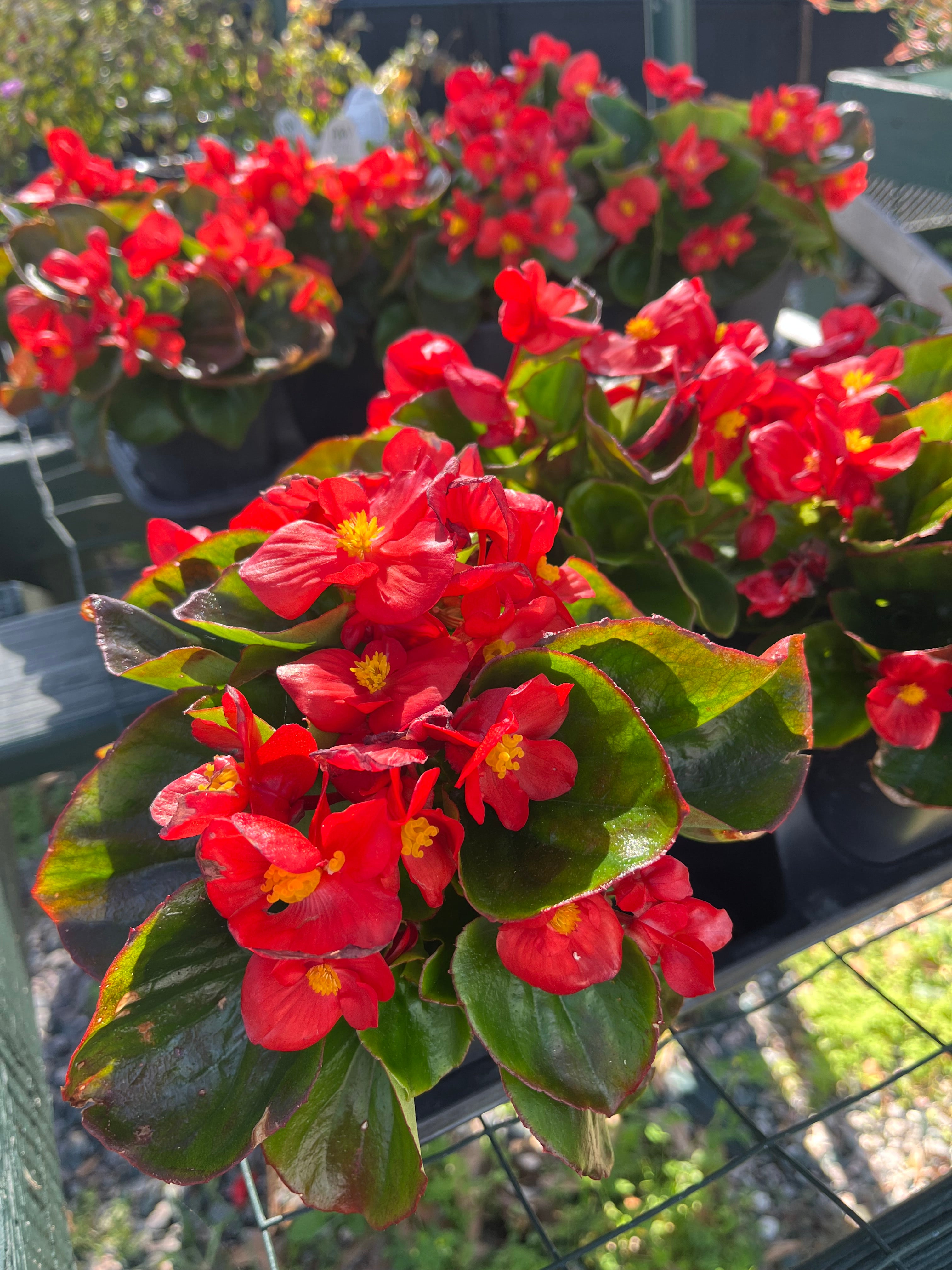 4.5” Begonia (red)