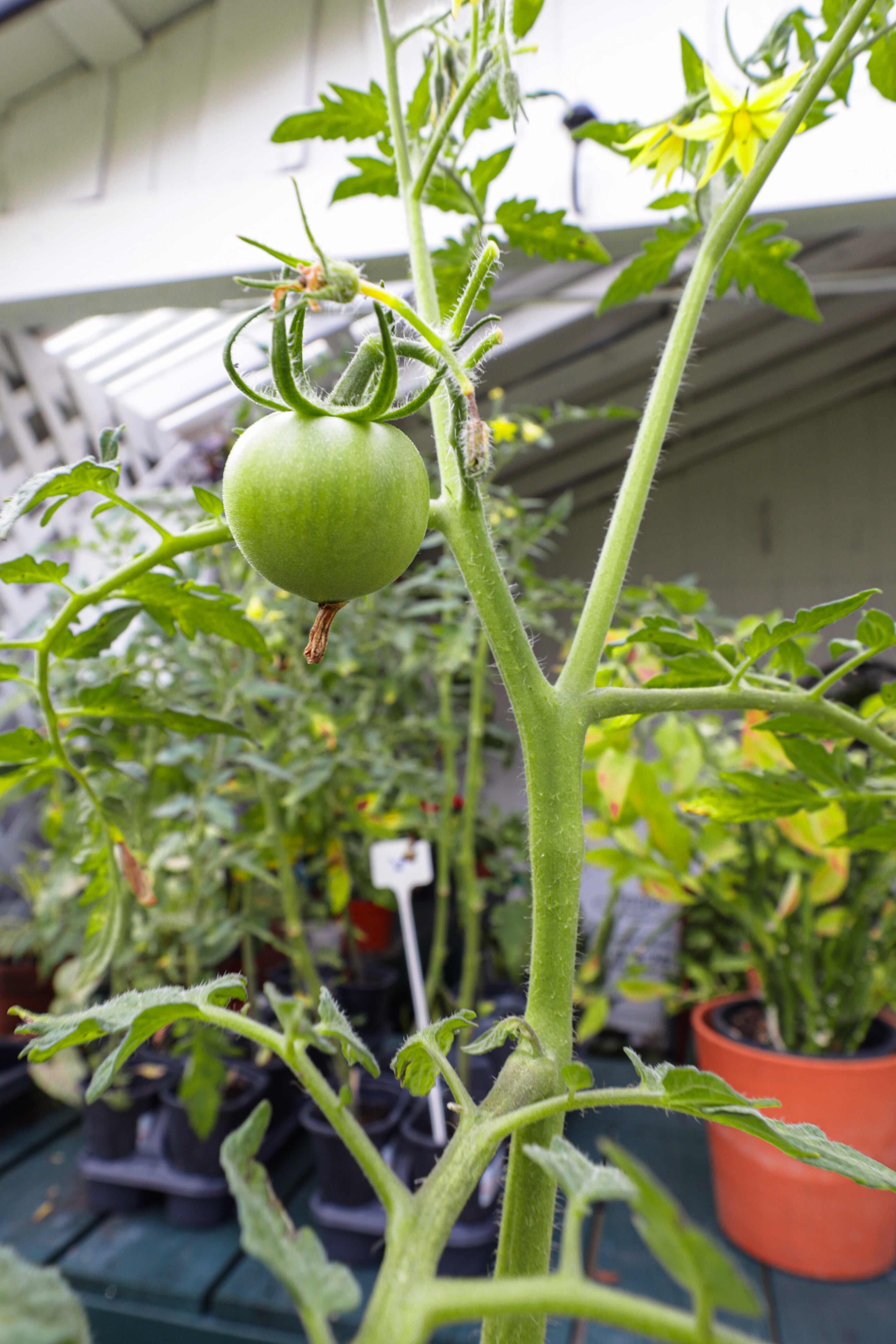 Tomato Plant
