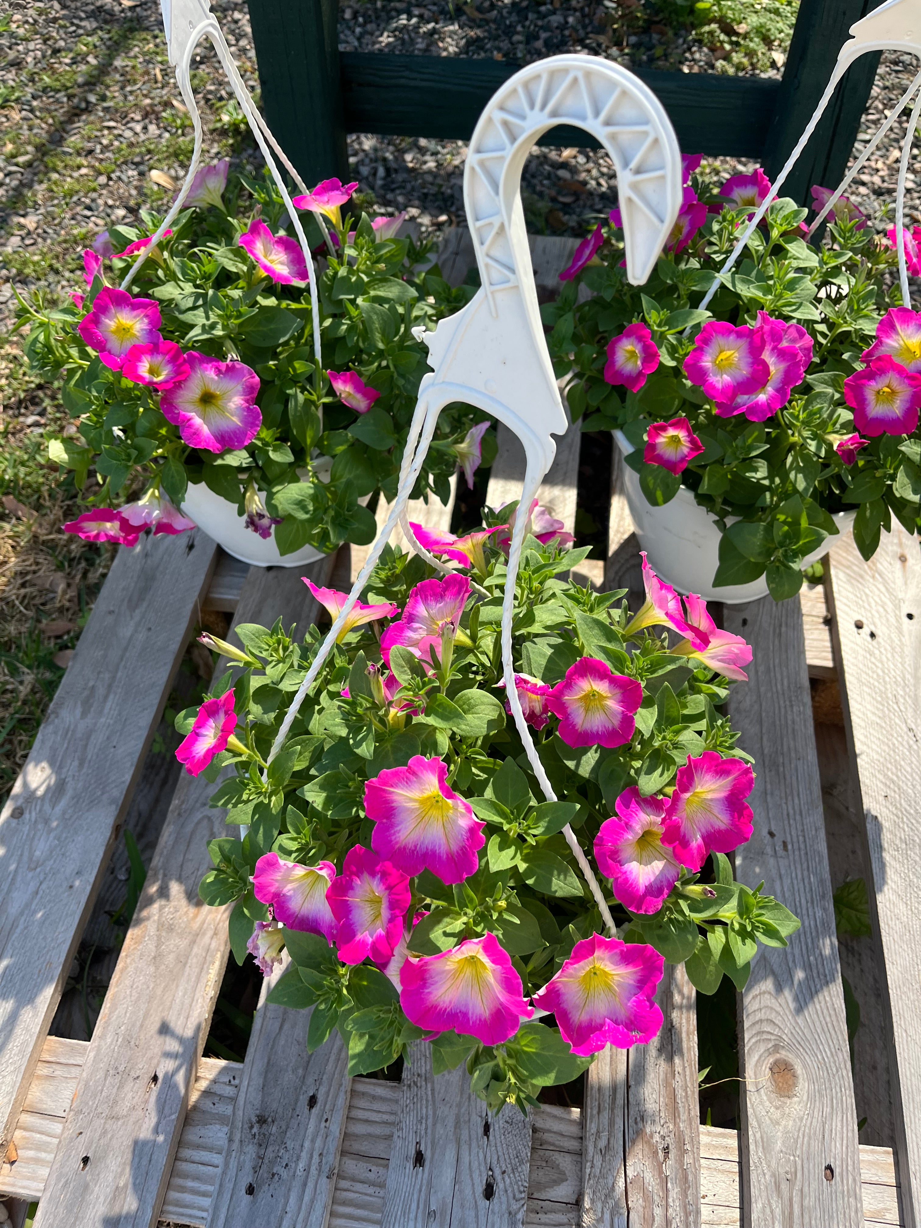 10 inch Petunia premium hanging basket