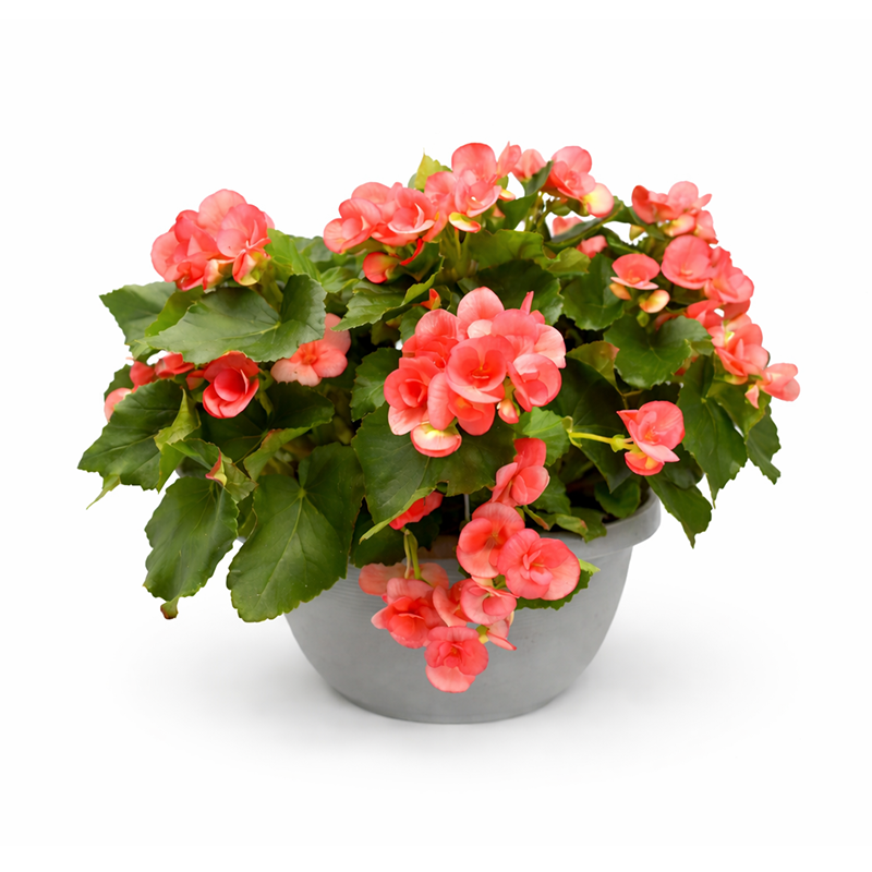 Begonia