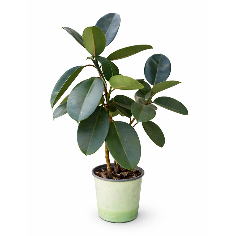 Burgundy Rubber Tree