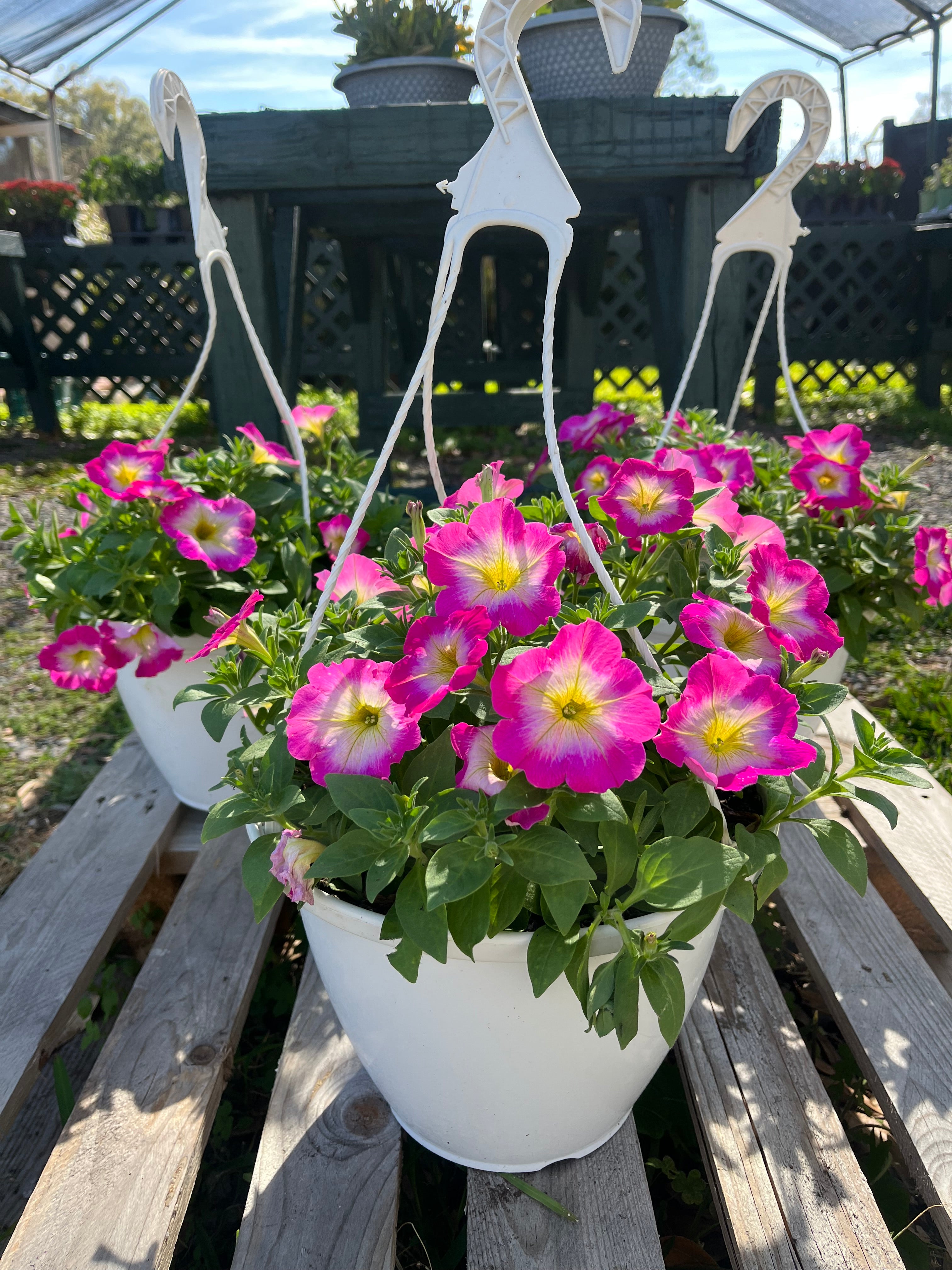10 inch Petunia premium hanging basket
