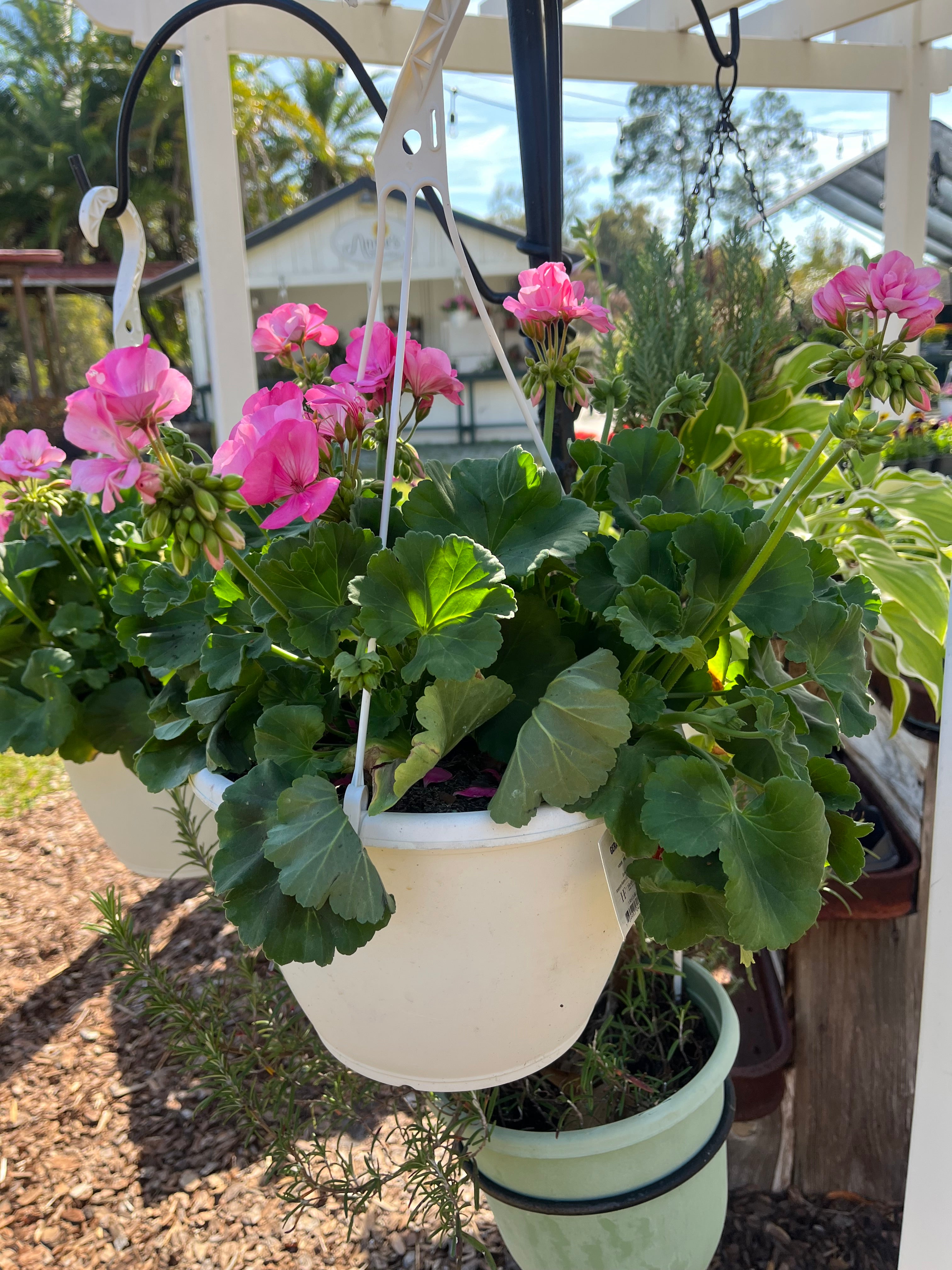 10 inch Geranium hang basket ( Big eeze pink )