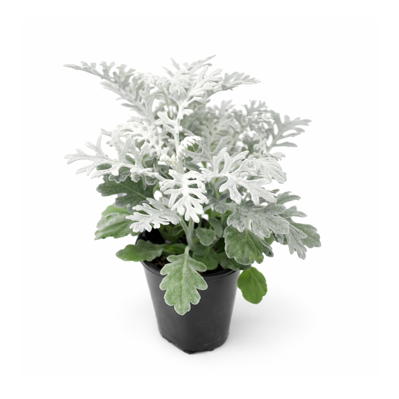Dusty Miller