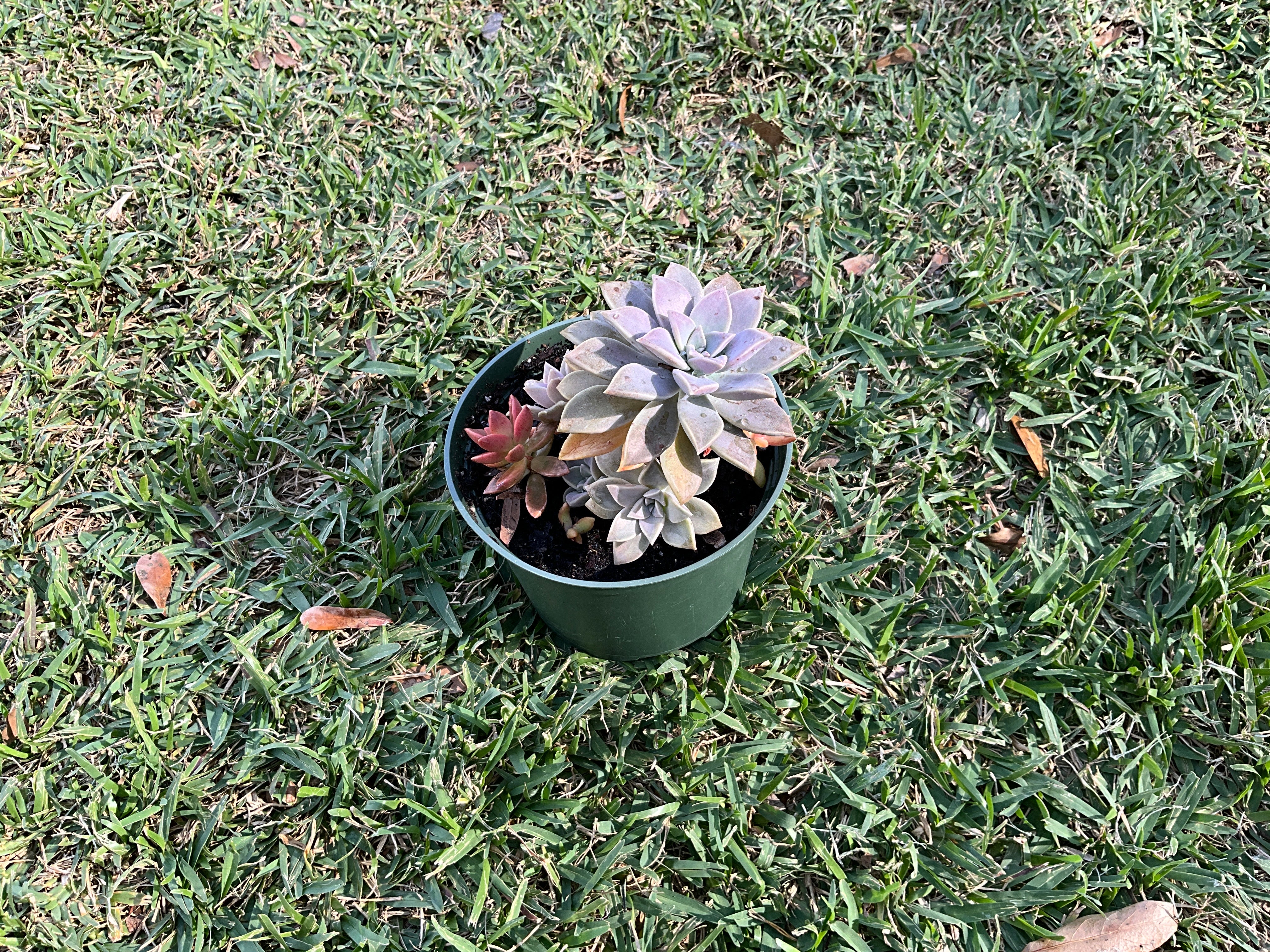 Succulent Arrangements