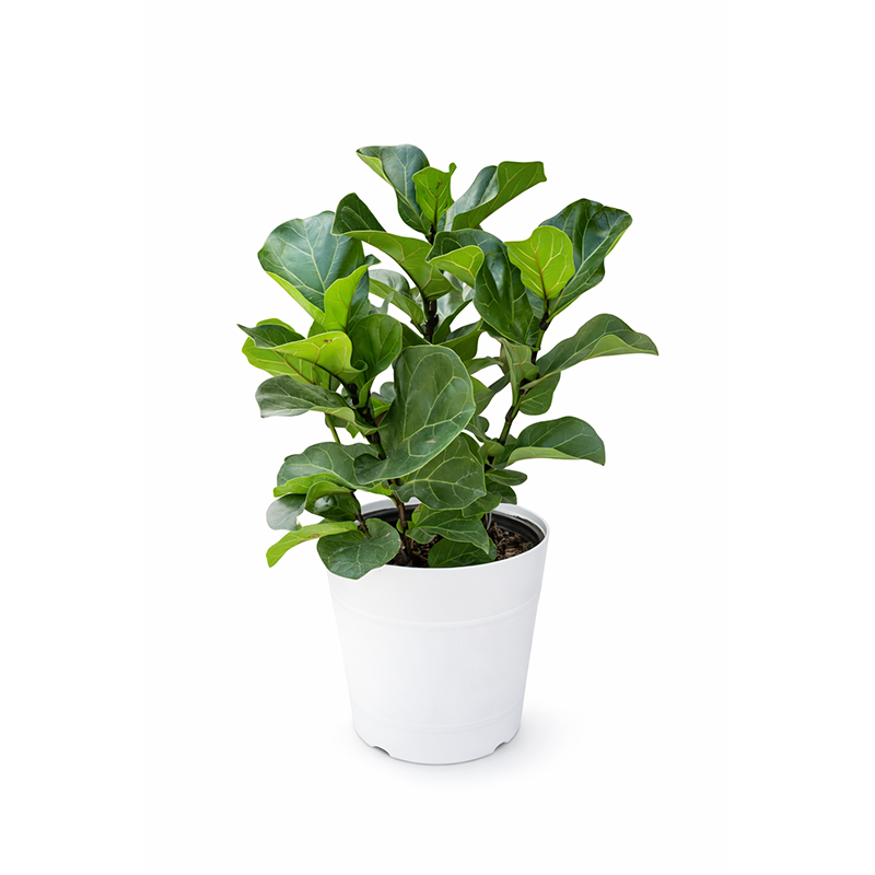Fiddle Fig Tree