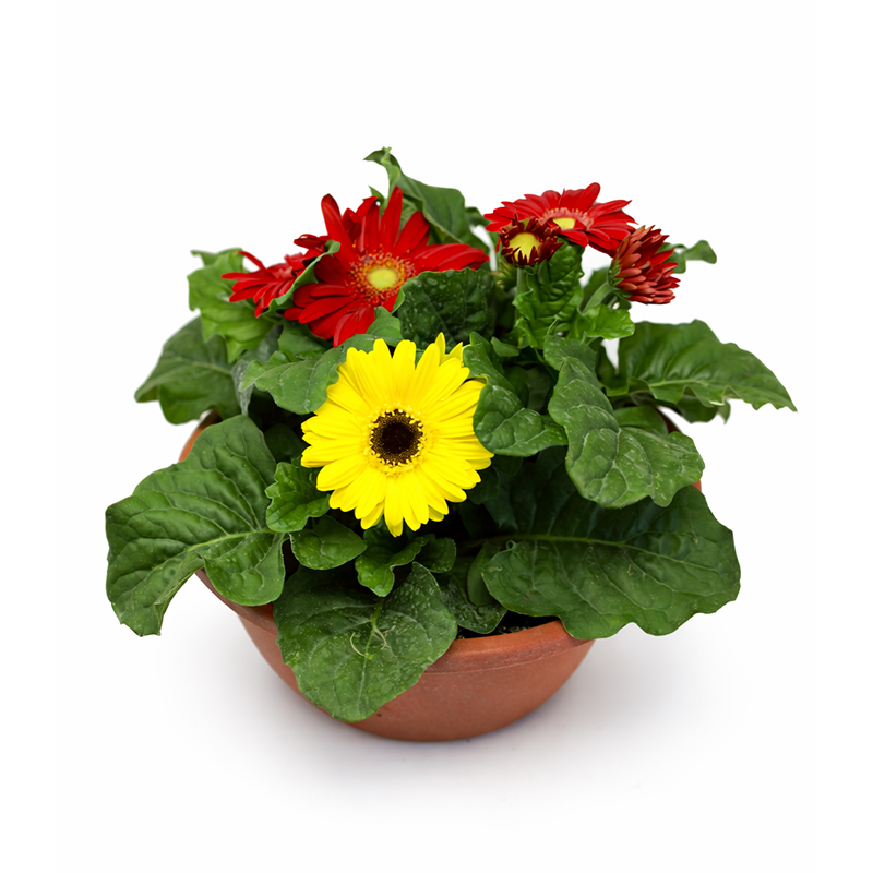 Gerber Daisy