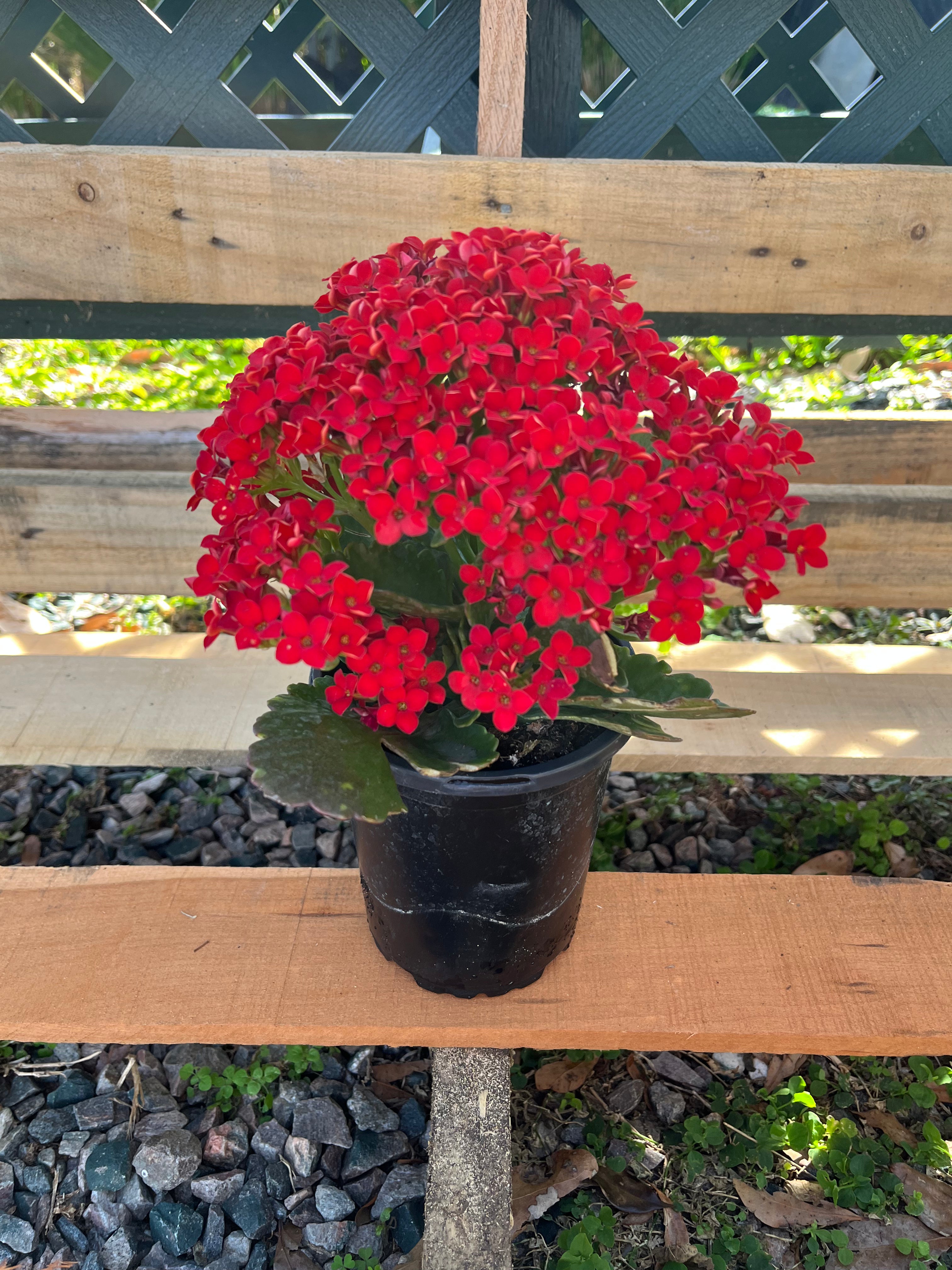 5 inch Kalanchoe (red prime)