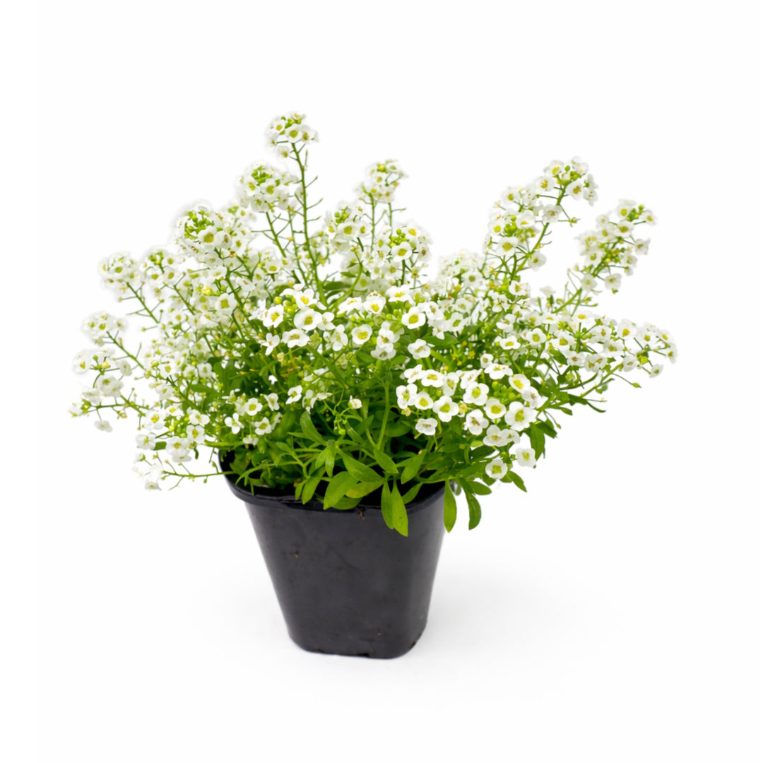 Alyssum