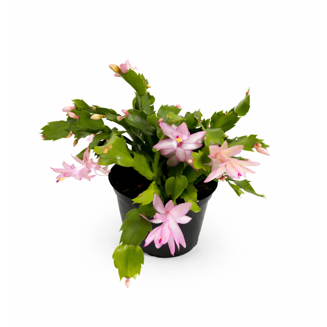 Christmas Cactus