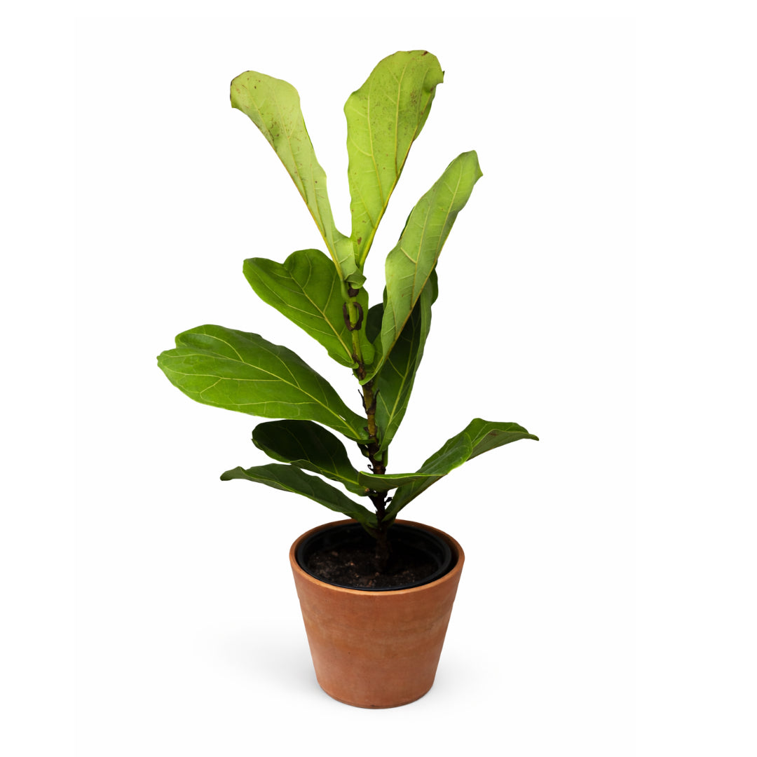 Fiddle Leaf Fig