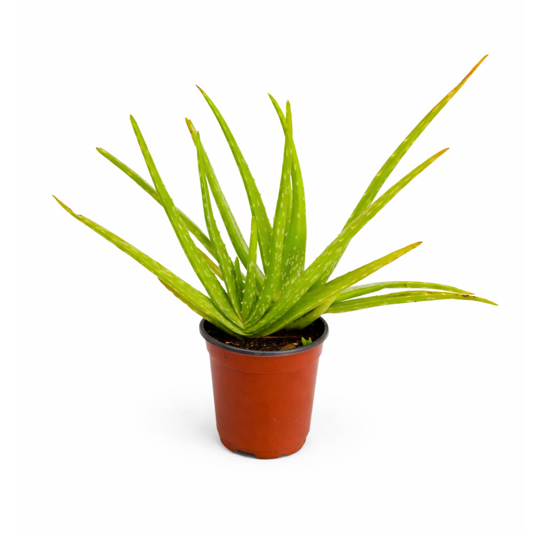 Aloe