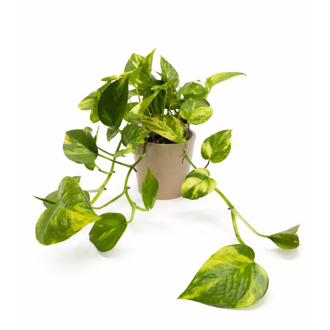 Golden Pothos