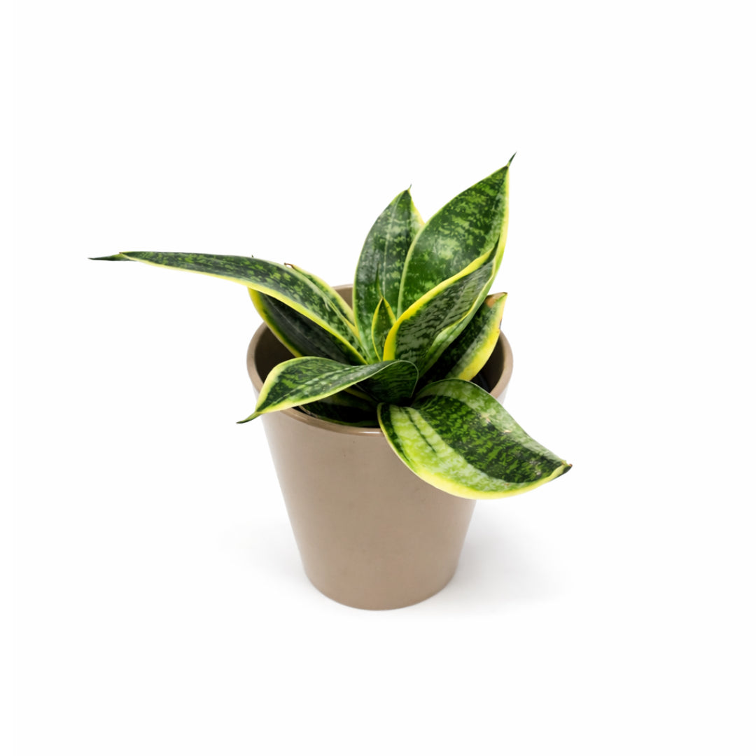 Snake Plant