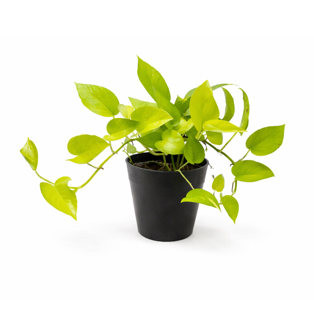 Neon Pothos