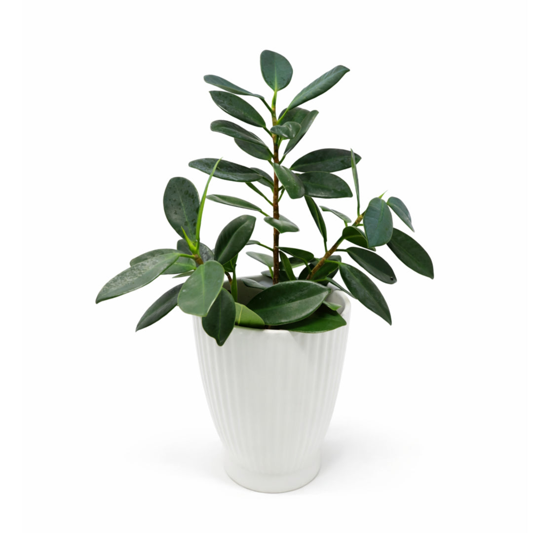 Ficus Plant