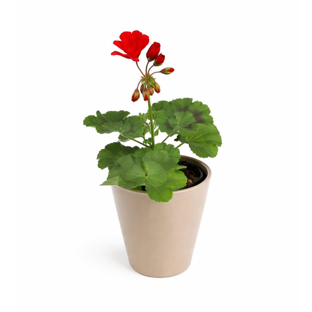 Geranium Pelargonium