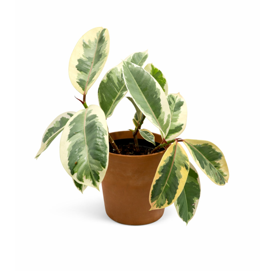 Ficus Tineke