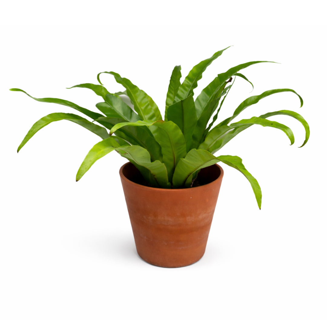 Bird’s Nest Fern