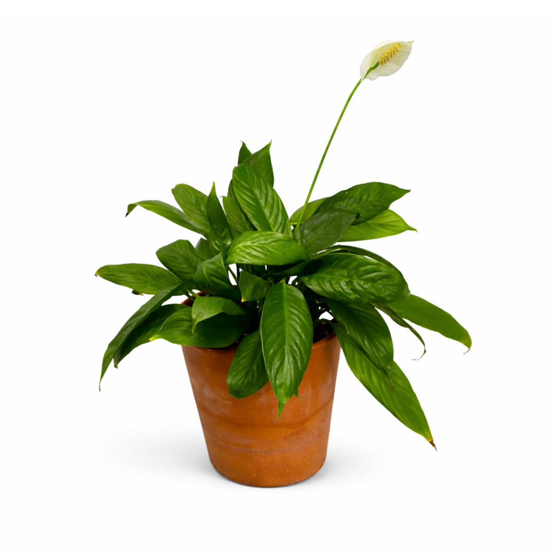 Peace Lily
