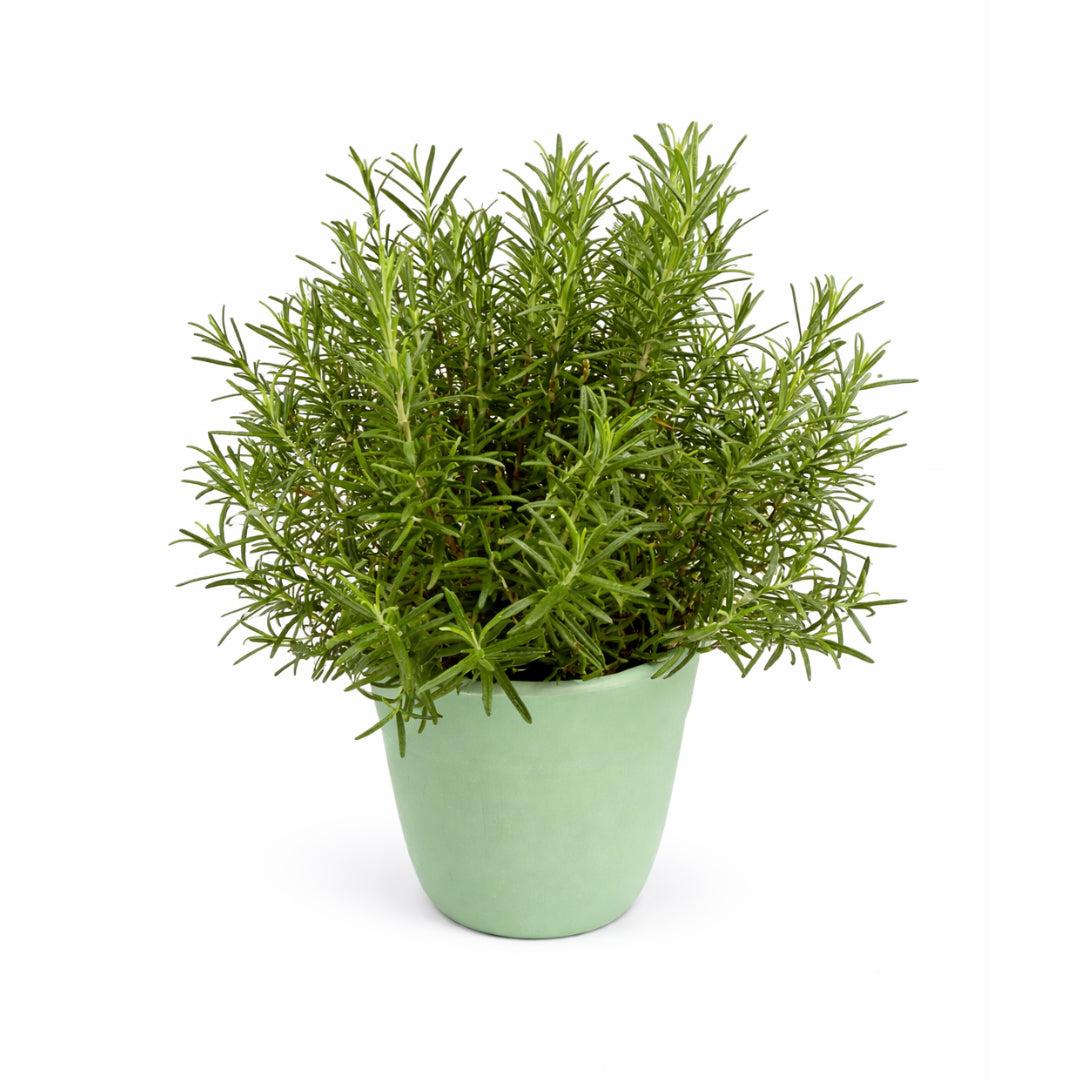 Rosemary 1 Gal