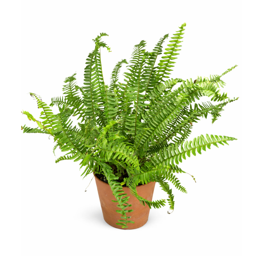 Kimberly Green Fern