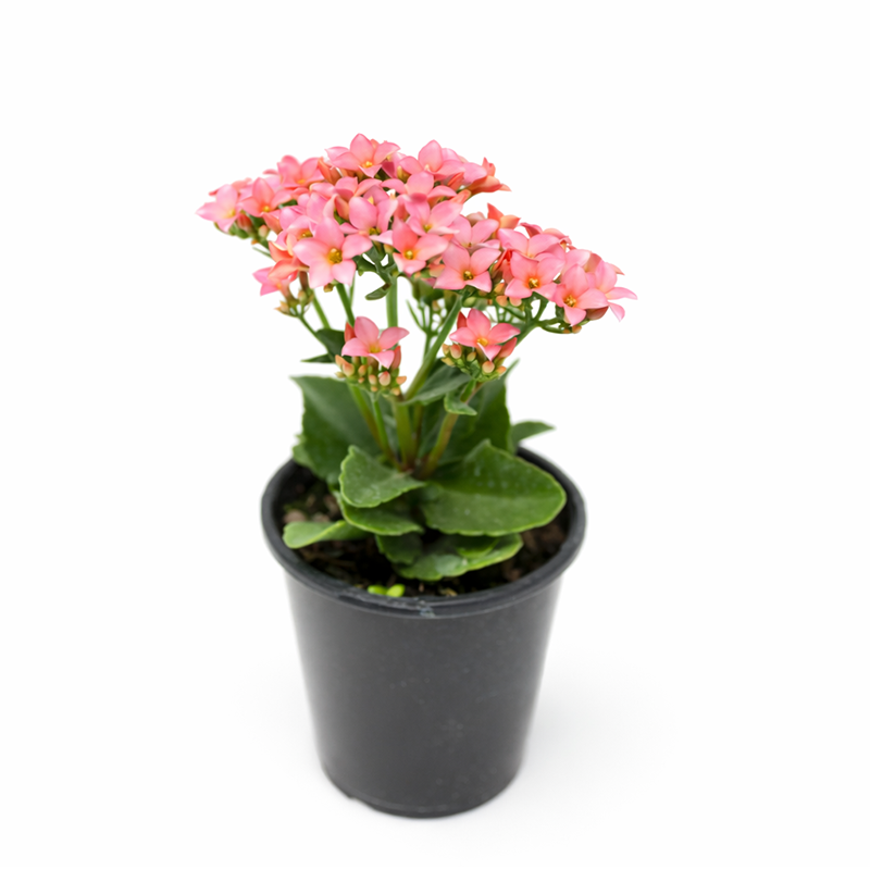 5" pink Kalanchoe