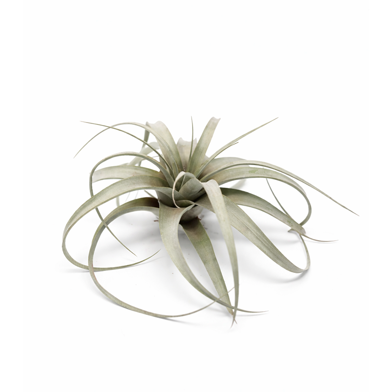 Large Air Plant